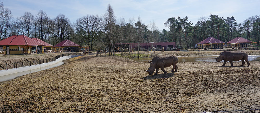 Neushoorns op het Resort