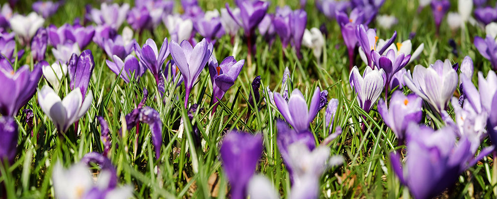 Krokussen schieten uit de grond