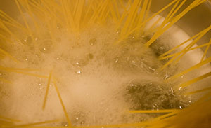 CR-Spaghetti-Naturalstupid-Flickr-CC-2.jpg