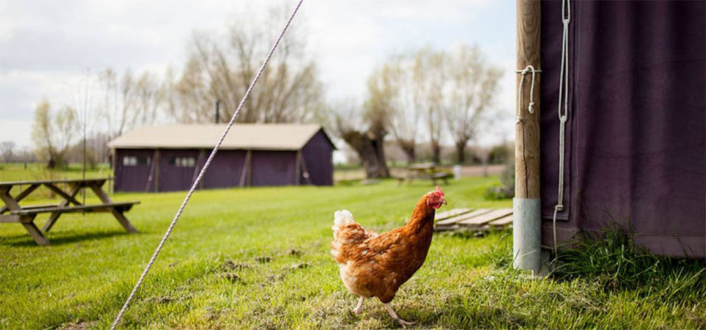 Glamping met Boerenbed op boerderijcamping Dinserhof Glamping op Dinserhof