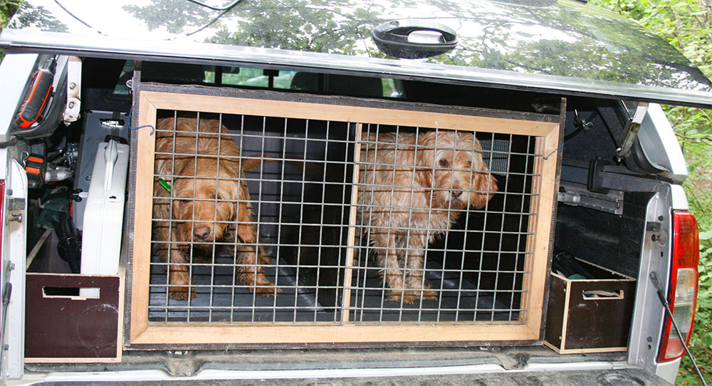 Bassets Fauve de Bretagne