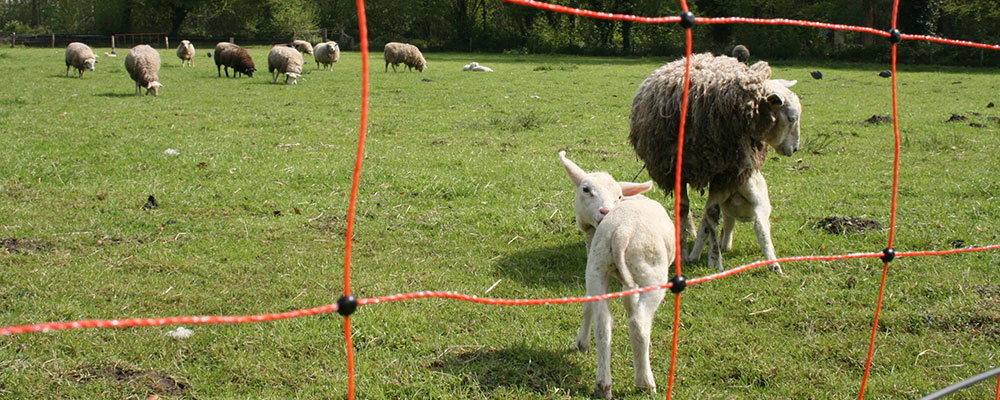 Lammetjes onderweg naar Twickel Lammetjes onderweg naar Twickel