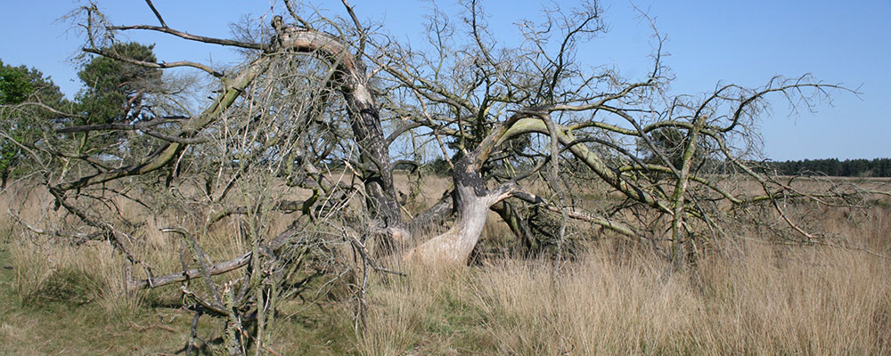 Boom in de Kempen Boom in de Kempen