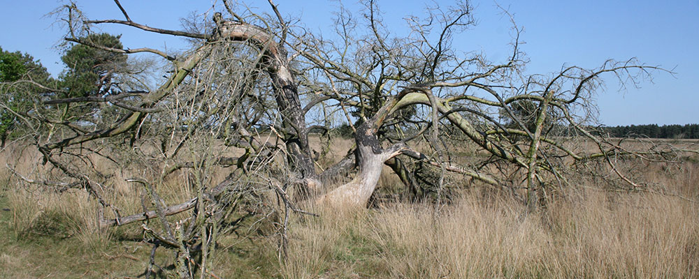 Boom in de Kempen