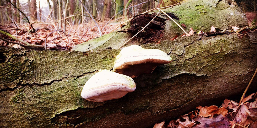 Landgoed Zegenwerp Landgoed Zegenwerp