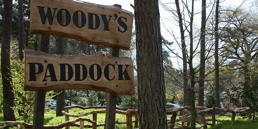 woody woody