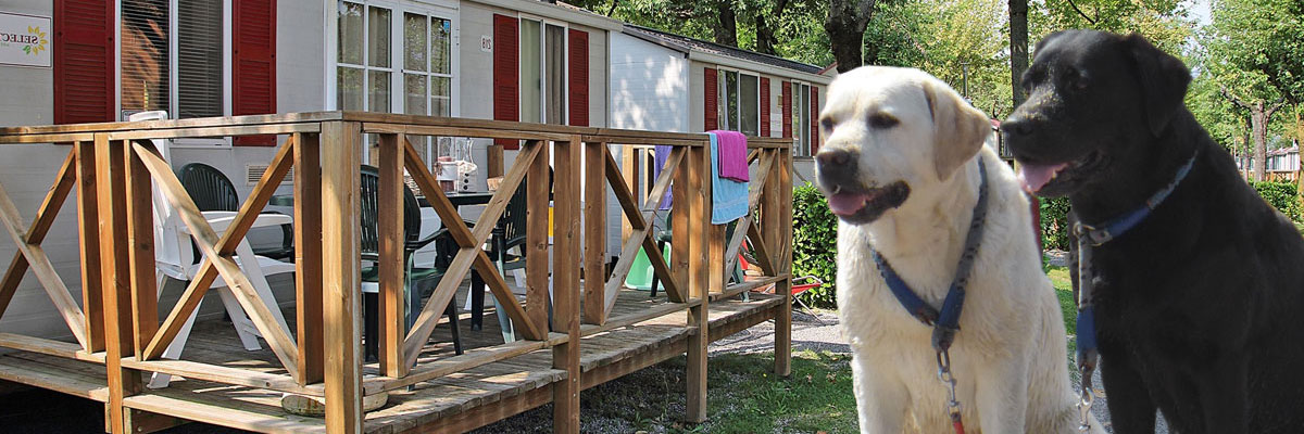 Honden toegestaan op de camping in Nederland Honden toegestaan op de camping in Nederland