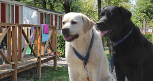 Honden op de camping